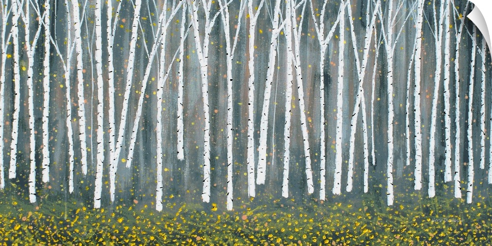 Rows of Birch trees with yellow Autumn leaves falling to the ground.