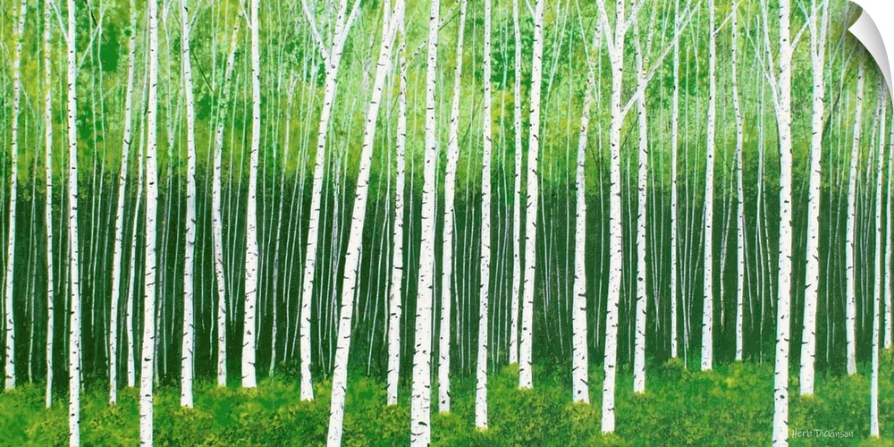 Birch trees in rows in a deep, lush forest.