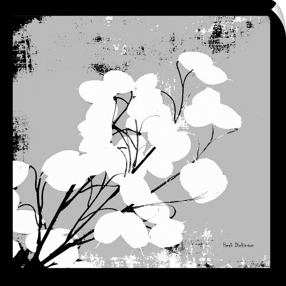 Square silhouetted painting of a money plant in black, white, and gray.