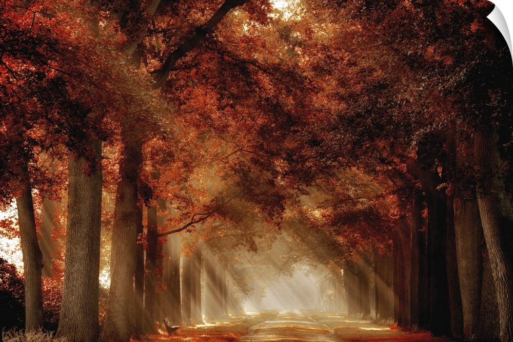 A photograph looking down a foggy tree lined road in autumn foliage.