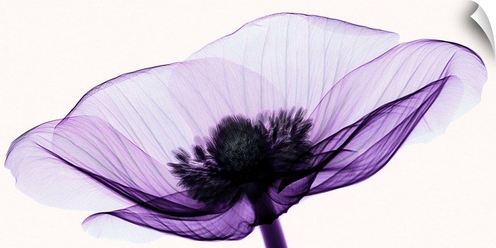 X-Ray photograph of an anemone against a white background.