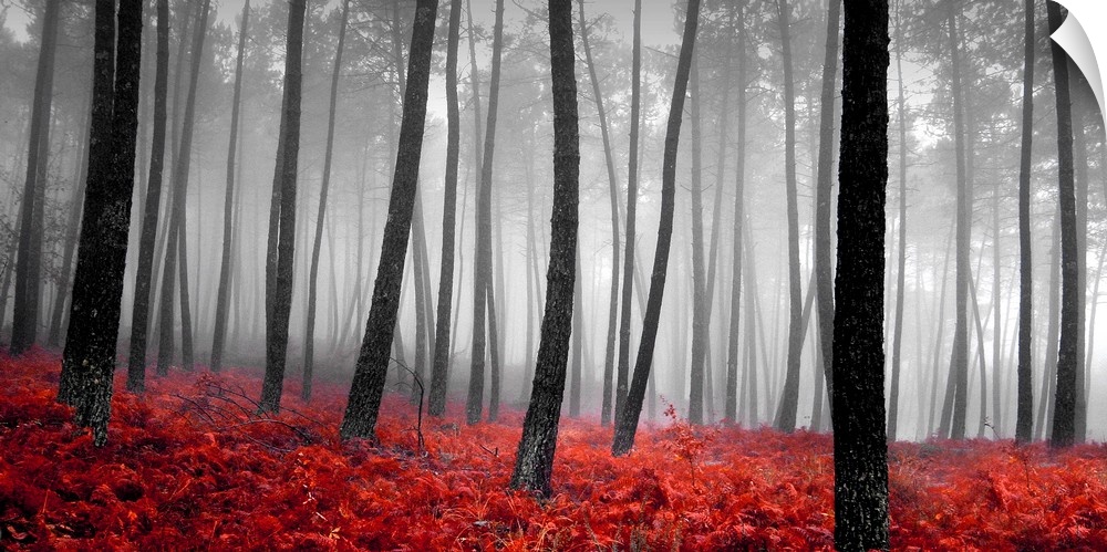 A panoramic photograph of a monochrome forest with bright red bed of plants.