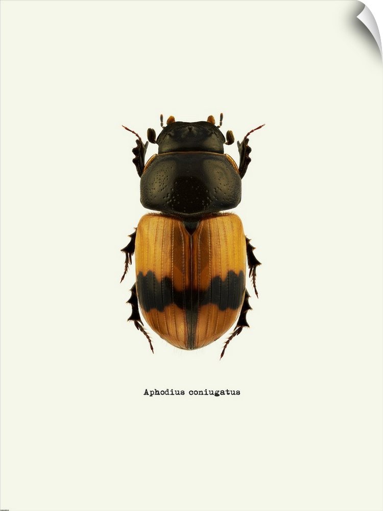 Image of an orange beetle with the scientific name below it, Aphodius Coniugatus.