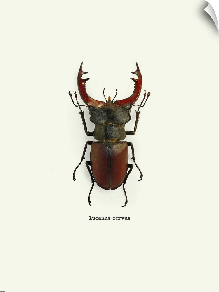 Image of a red beetle with the scientific name below it, Lucanus Cervus.