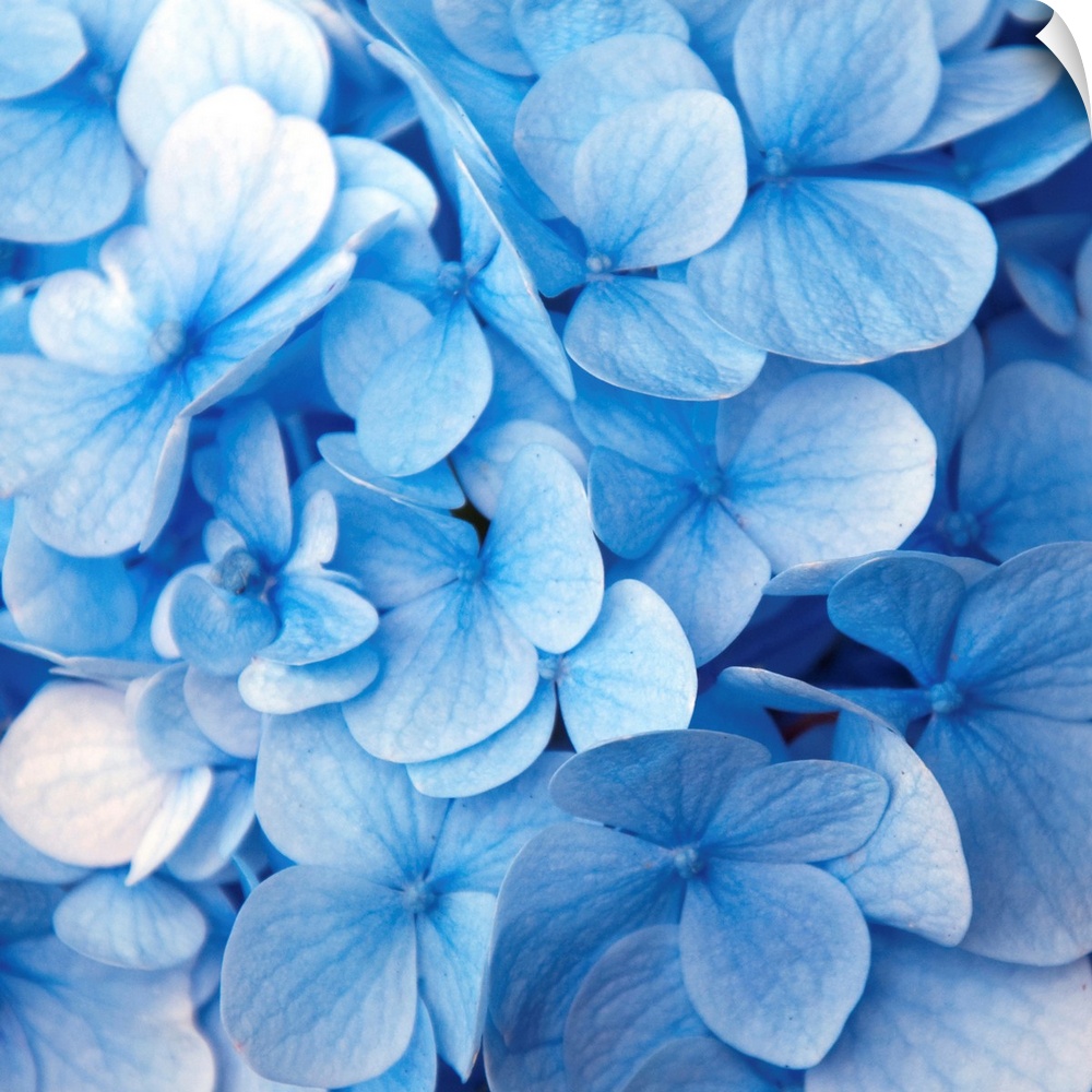 Close up photograph of a blue hydrangea.