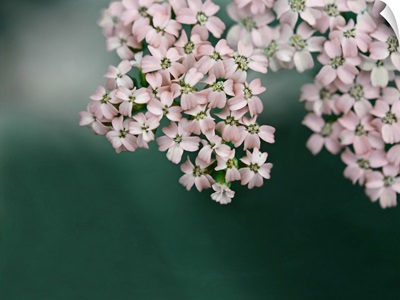 Blush Pink Flowers