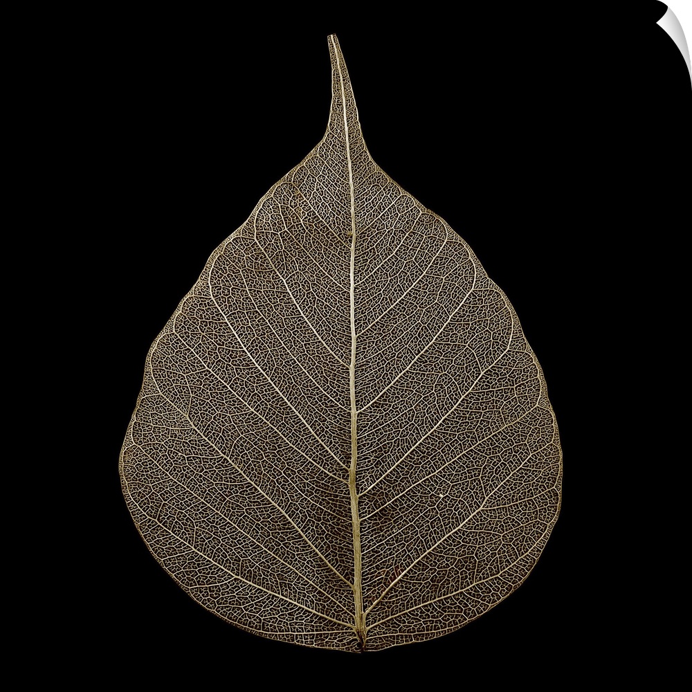 Photograph of a single brown leaf on black.