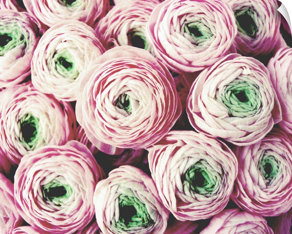 Photograph of a pale pink bouquet of flowers with green centers.
