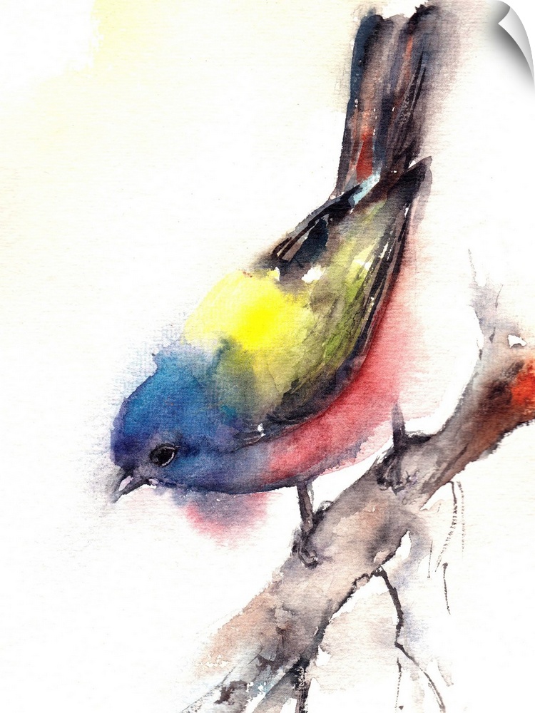 A contemporary watercolor painting of a garden bird on branch against a white background.