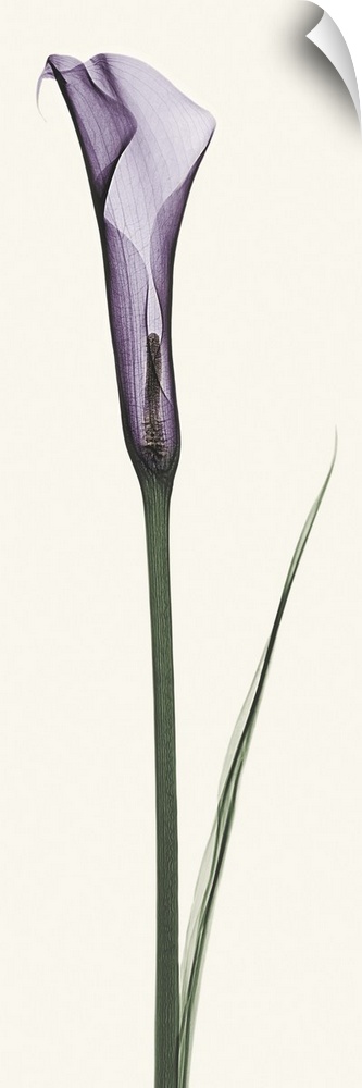 X-Ray photograph of a purple calla lily against a white background.