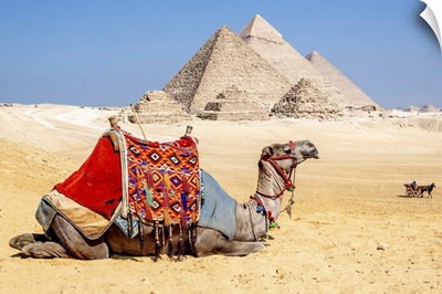 Camel Resting By The Pyramids, Giza, Egypt