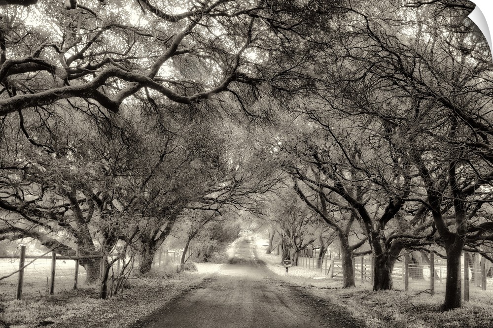 A black and white photograph of a dirt road encompassed by large trees on either side.
