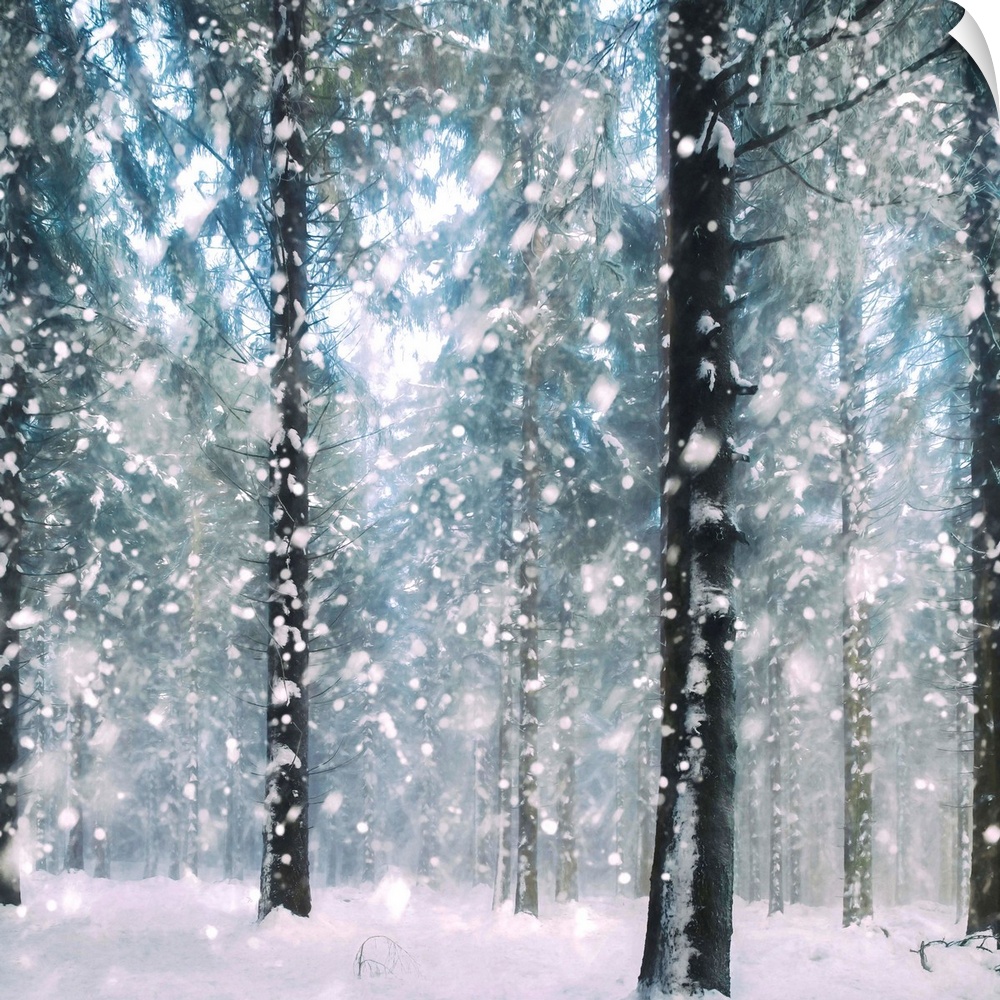 Square image of a forest in the winter with large snowflakes falling on the ground.