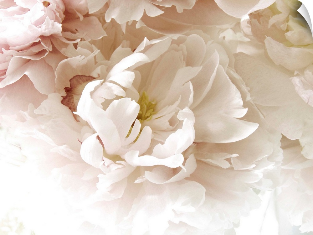 A close up photograph of a bouquet of pale pink and white flowers.
