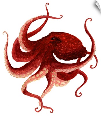 Giant Pacific Octopus - Red