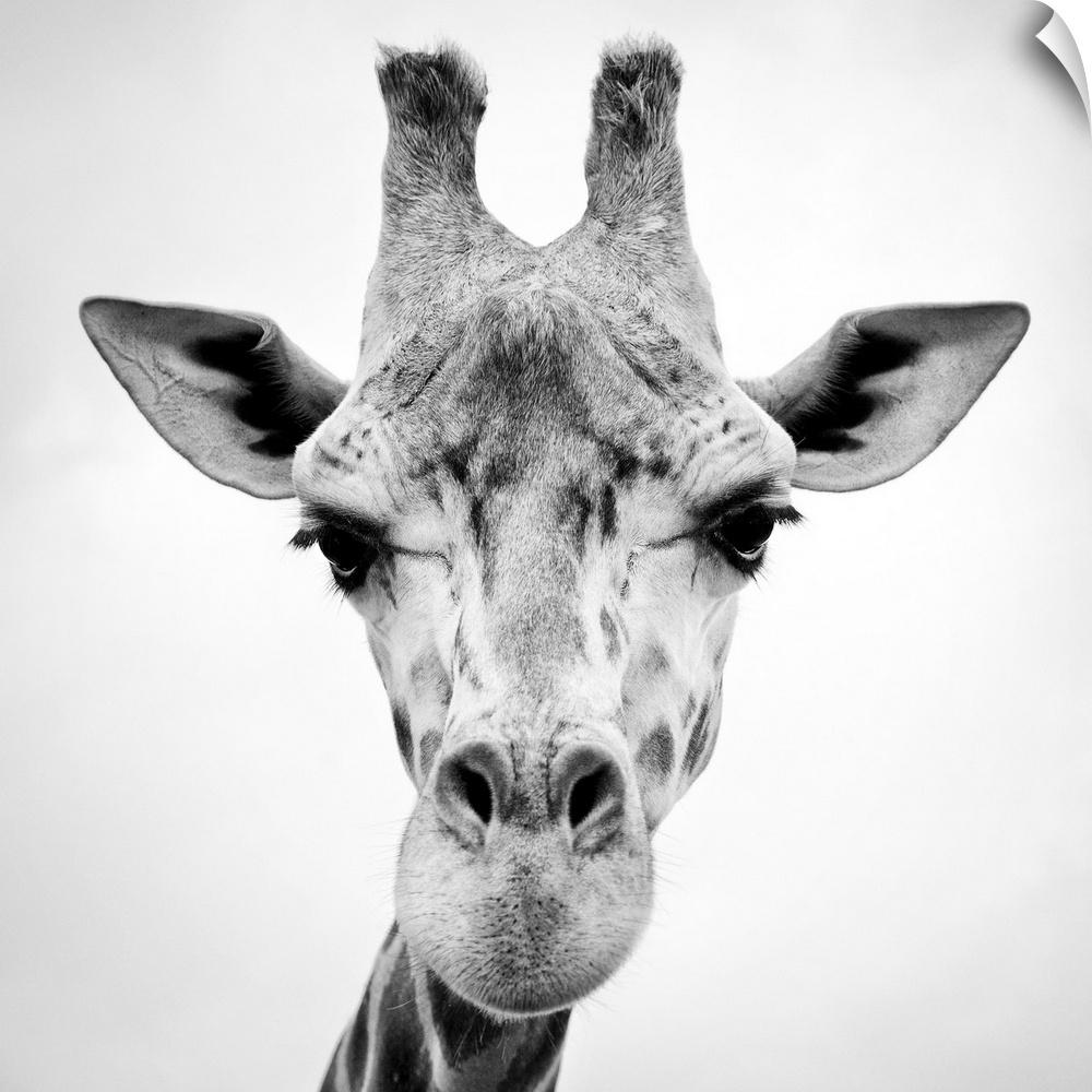 A black and white photograph of a giraffe.