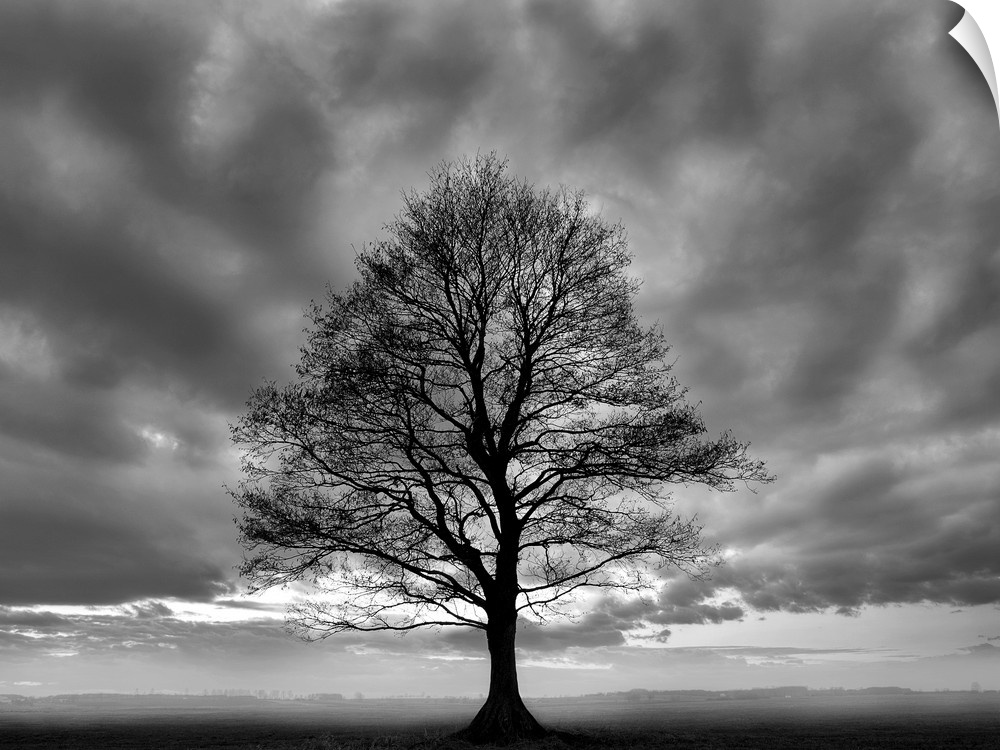 A horizontal black and white photograph of a single tree in a field covered in mist with dramatic clouds in the sky.