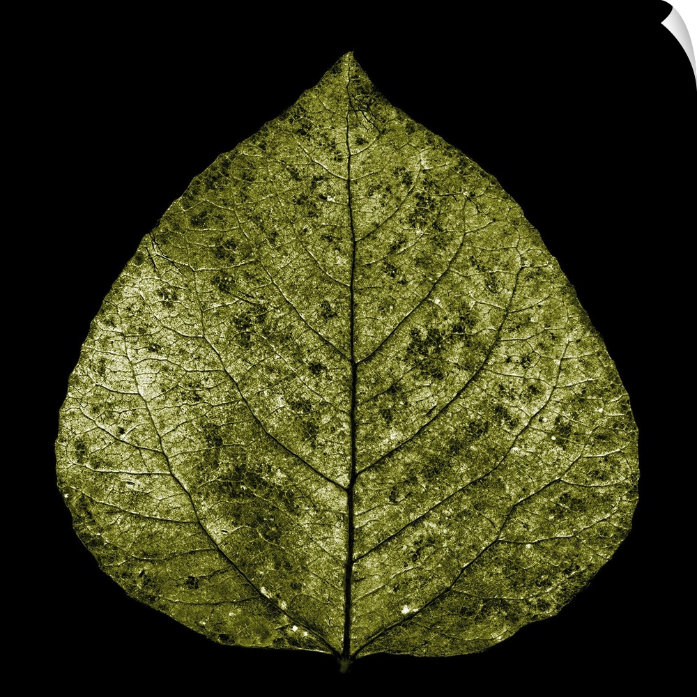 Photograph of a single yellow gold aspen leaf on black.