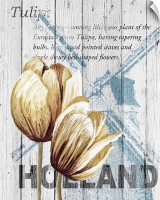 Holland Tulips