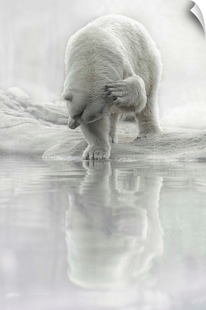 A photograph of a polar bear reflected along the water.