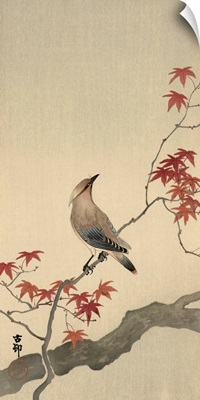 Japanese Waxwing on Maple, 1900-1936