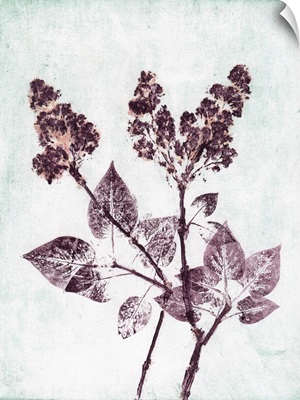 Lilac 1 Aqua Plum