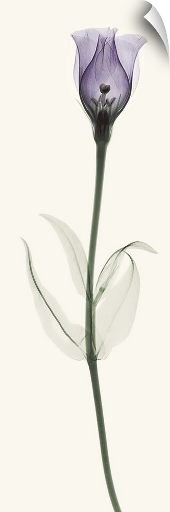 X-Ray photograph of a lisianthus flower against a white background.