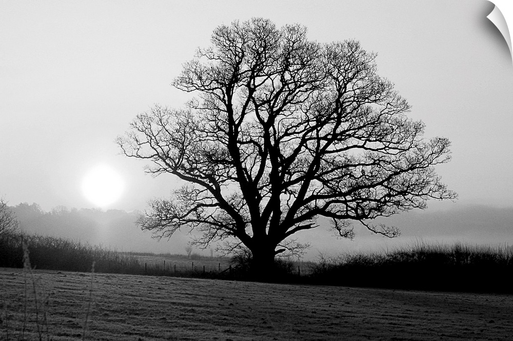 A black and white image of a single large tree in a meadow.