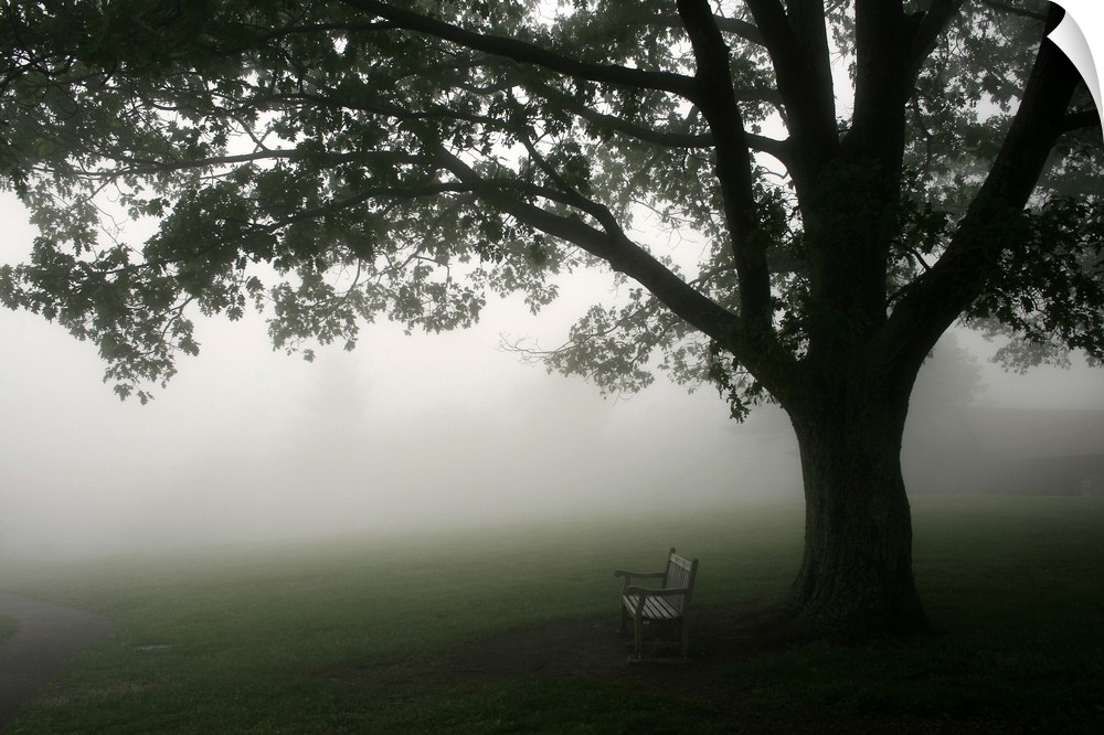 A horizontal photograph of a bench under a tree in the mist.