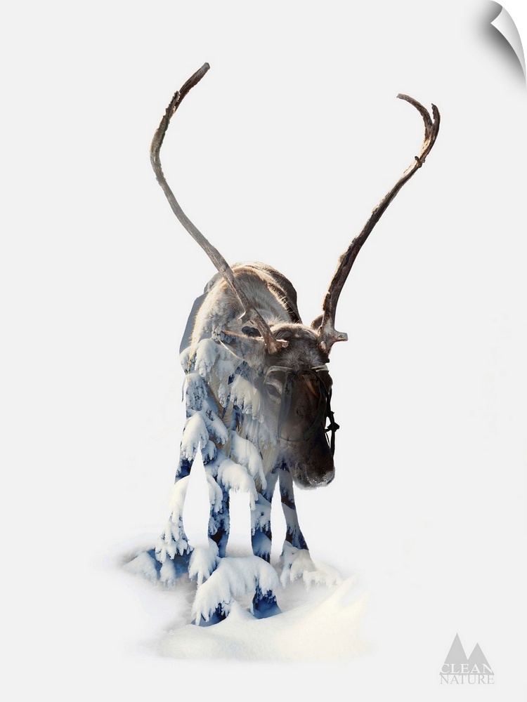 A composite image of a moose merged with an image of a forest covered in snow.
