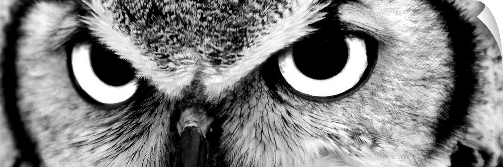 Black and white close up image of the eyes of an owl.