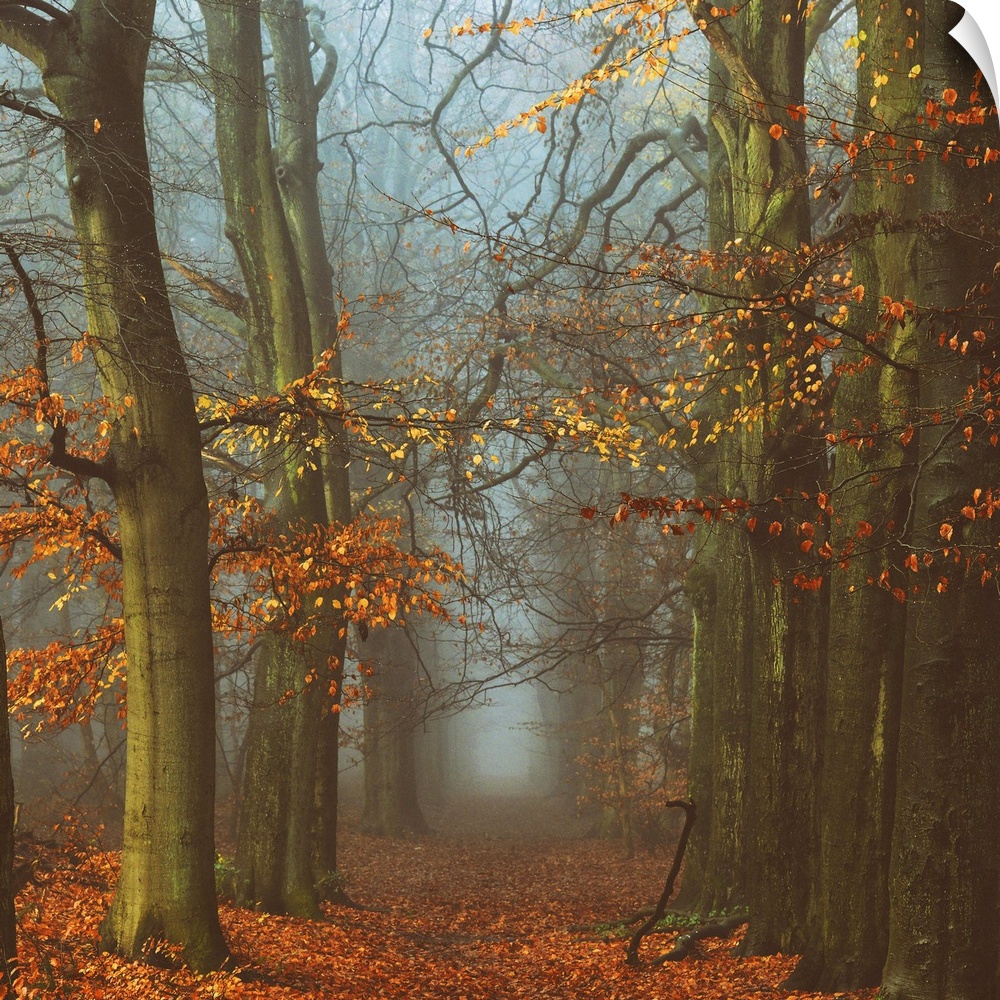 A photograph of a forest in autumn foliage looking down a foggy path.