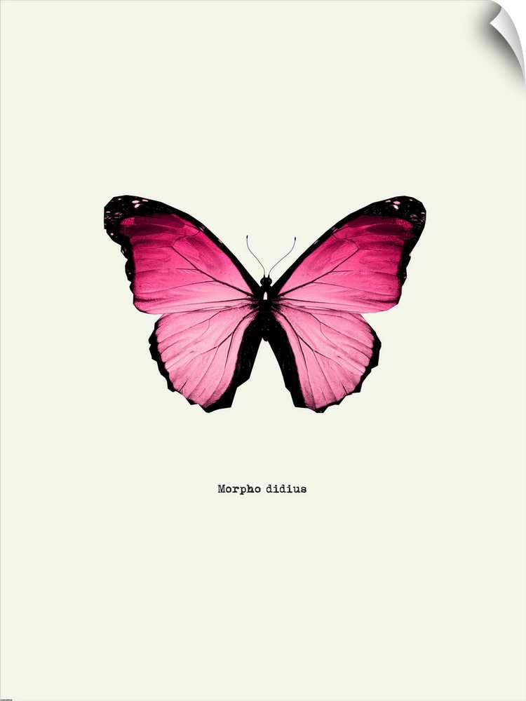 Image of a pink butterfly with the scientific name below it, Morpho Didius.