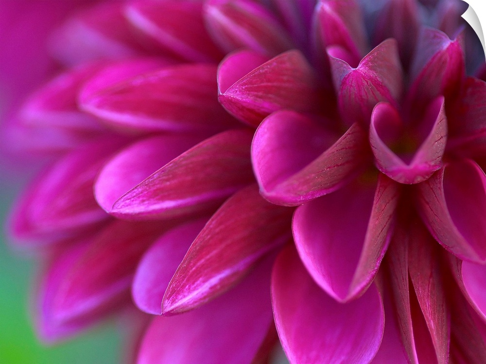 Close up photograph of a vibrant pink chrysanthemum.