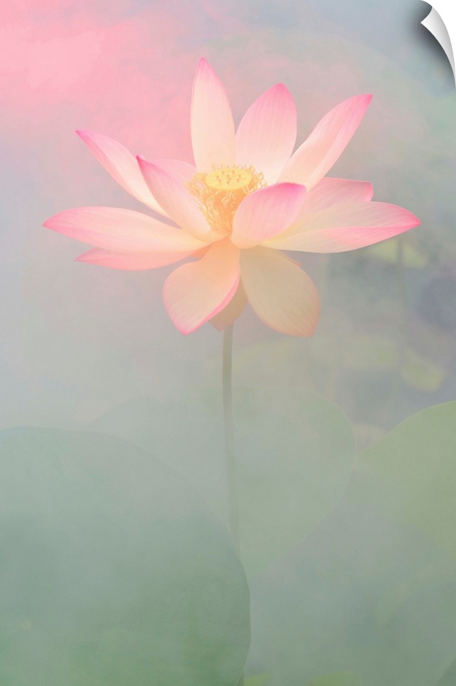 A soft pastel colored photograph of a white flower with pink tips on the petals.