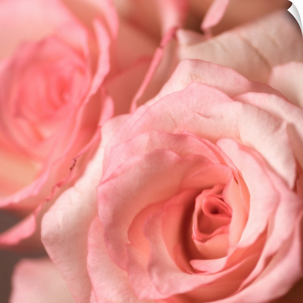 Bouquet of soft pink roses. Focus is on front flower.