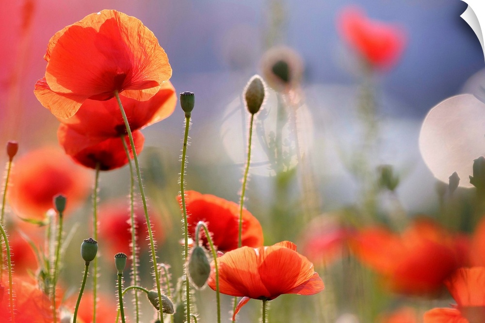 A light, airy photograph of red poppies in a field.