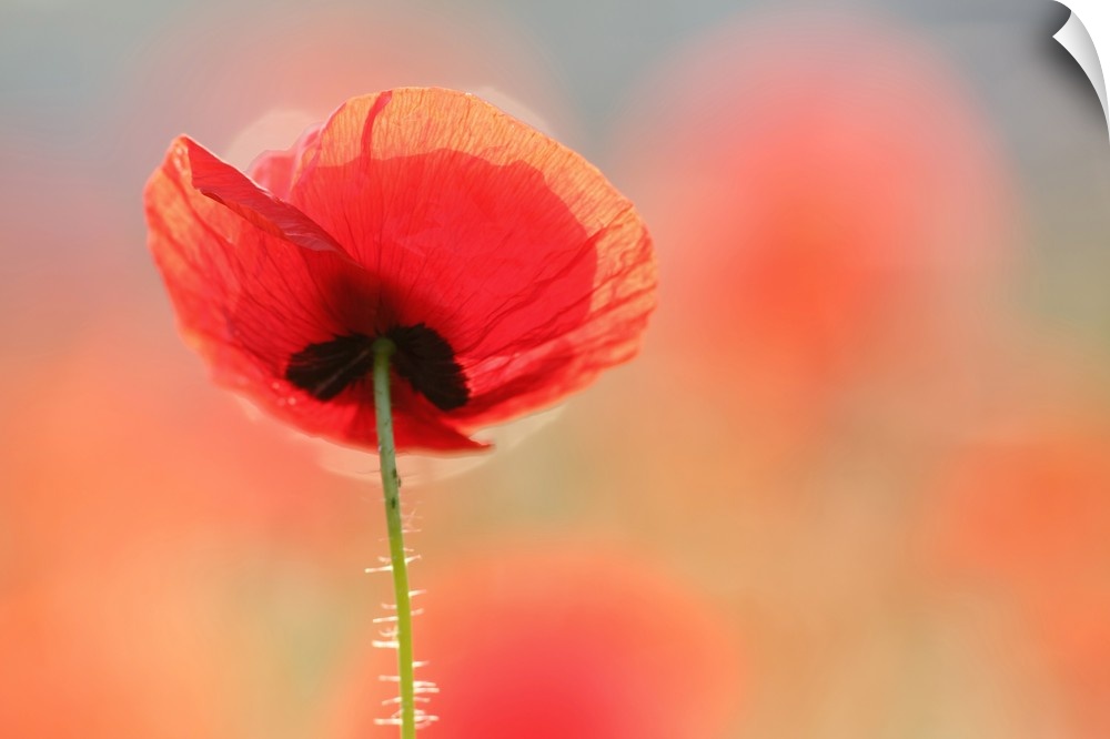 A photograph of single red poppy flower.