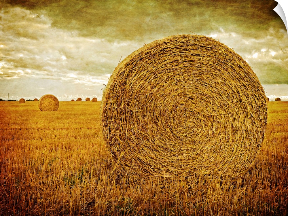 Round hay rolls in a farm field on Prince Edward Island, Canada by Edward M. Fielding.