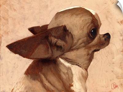 Profile - Chihuahua