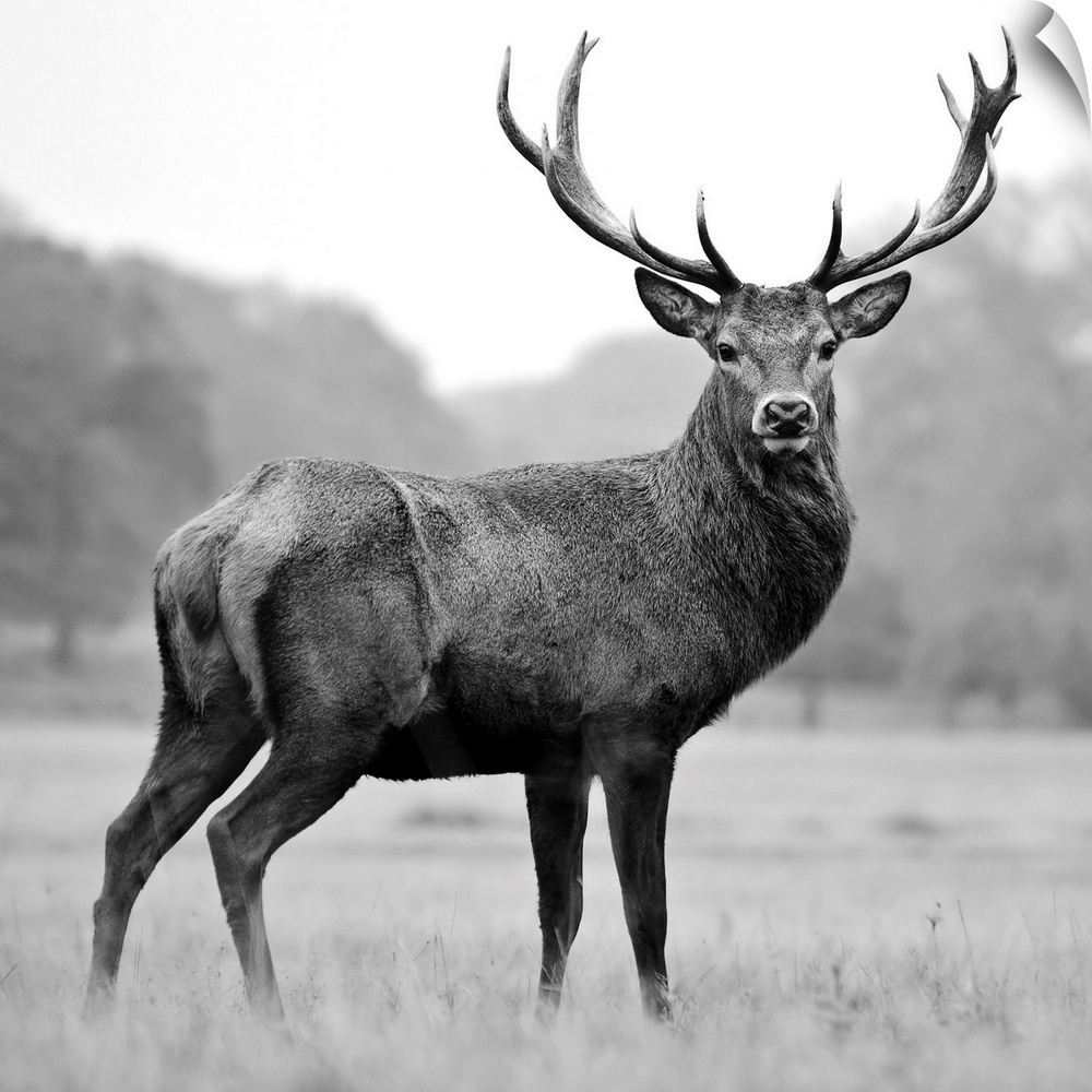 Black and white photograph of a deer in a field.