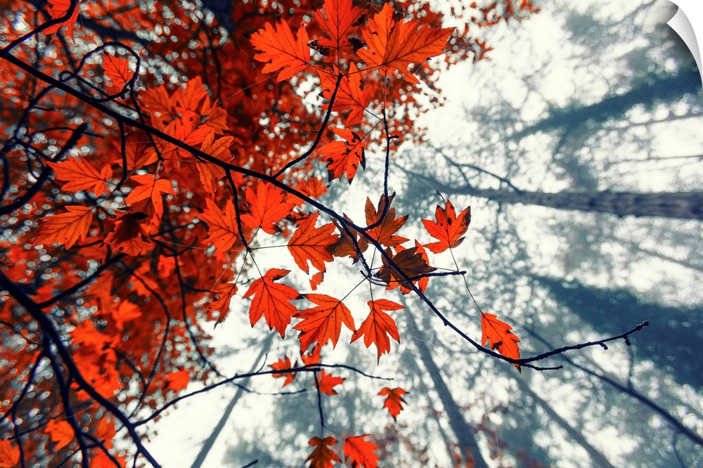 Red Autumn Leaves