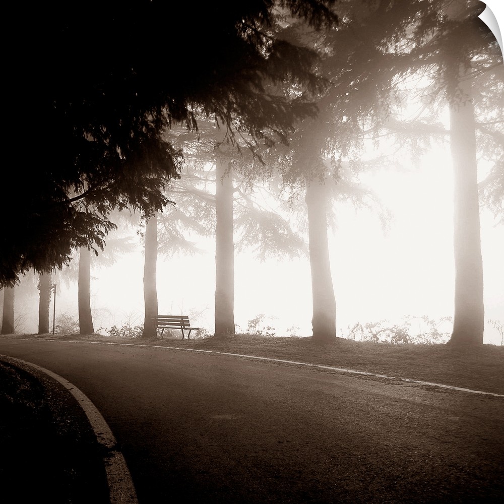 A monochromatic photograph of a row of trees with a bench next to a road.