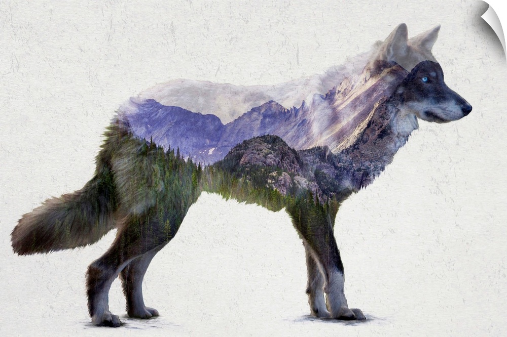 A contemporary piece of artwork of a wilderness scene withing the outline of a wolf.