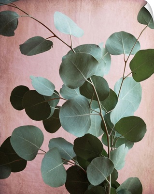 Sage Eucalyptus No. 1