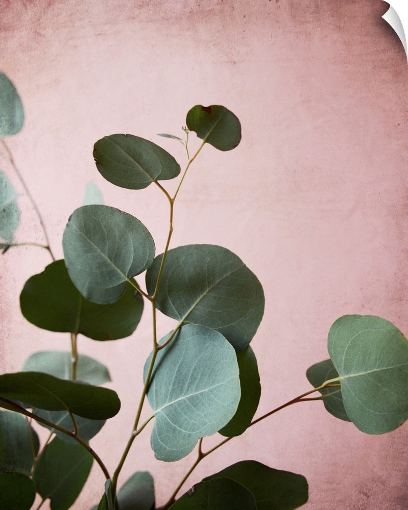 Photography of eucalyptus leaves set against a contrasting pink background.