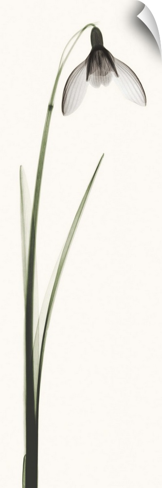 X-Ray photograph of a snowdrop flower against a white background.