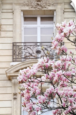 Spring Magnolias In Paris