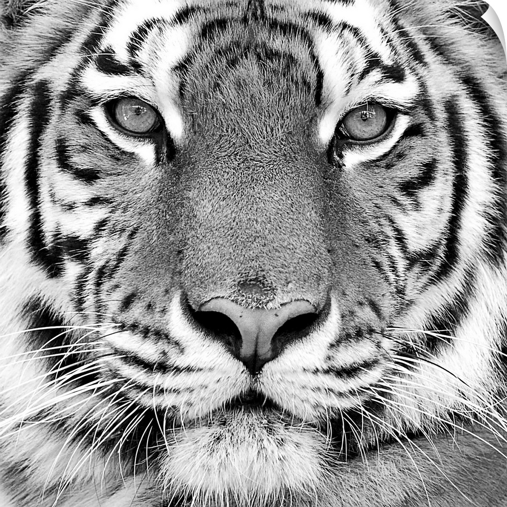 Black and white close-up portrait of the big tiger.