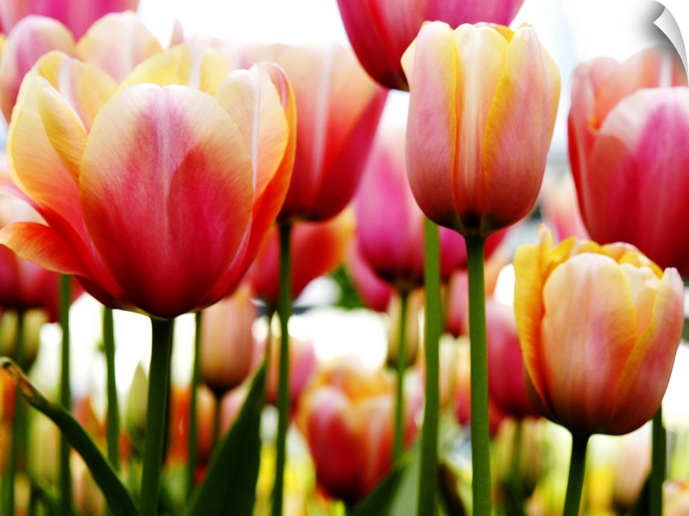 A horizontal photograph of layered rows of colorful tulips.